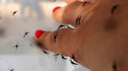 tualetes