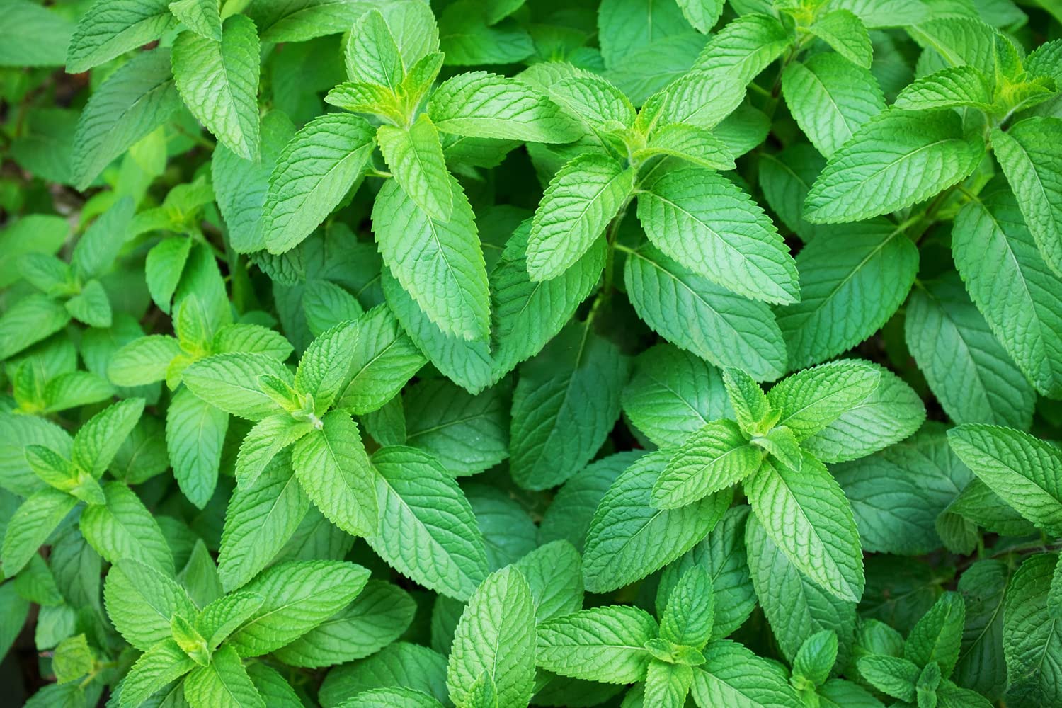 Ne piparmētra, ne citronella: vecmāmiņas triks, lai atbaidītu odus un mušas vasarā