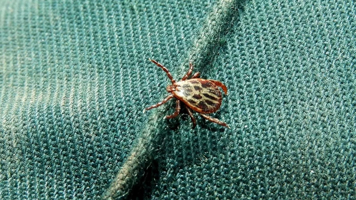 Donjānas zinātnieks stāsta par savu labāko veidu, kā neļaut ērces iekļūt biksēs.