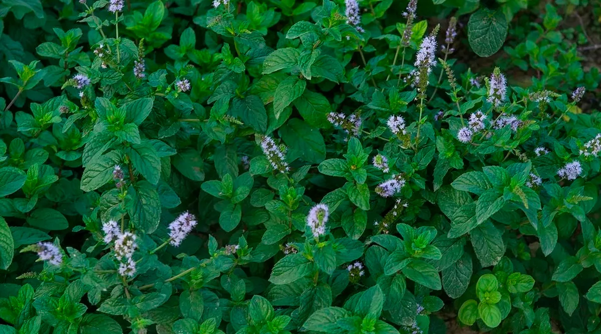 Ne piparmētra, ne citronella: vecmāmiņas triks, lai atbaidītu odus un mušas vasarā