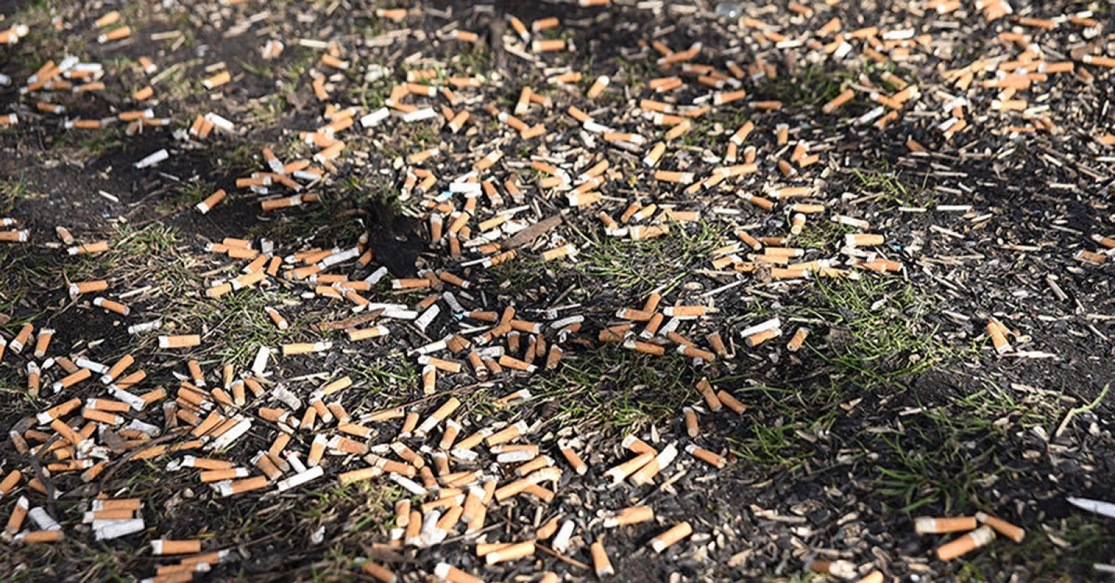 Latvijā vairs nemet cigarešu izsmēķus uz ietvēm: tagad tos izmet uz ceļiem.